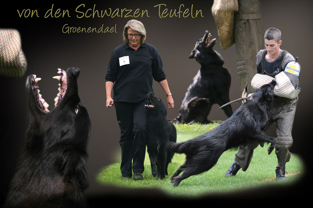 Collagen Hund