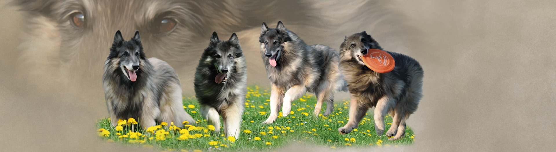 Hunde-Collage durch Foto-Collage mit Hunden