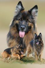 Mehr zum Thema Hunde Fotocollagen Hunde Fotocollagen